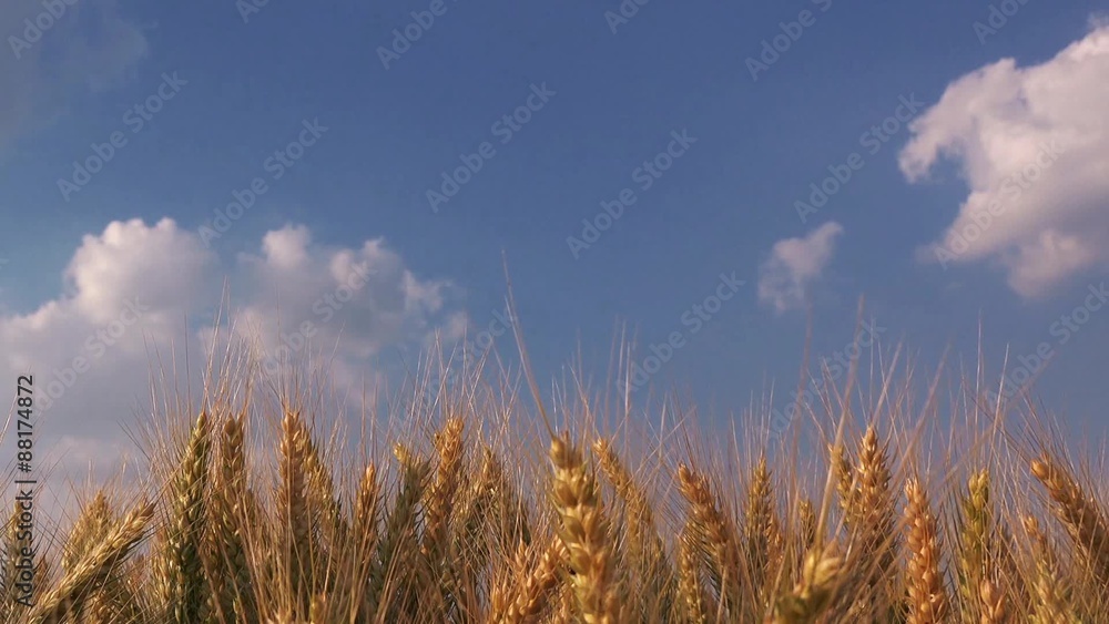 Wheat crops in field, cultivated cereal plants, ripe ears of winter wheat harvest ready. Wheat crops in field, cultivated cereal plants, ripe ears of winter wheat harvest ready.
