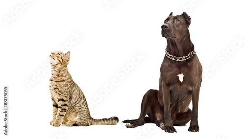 Fototapeta Naklejka Na Ścianę i Meble -  Staffordshire Terrier and cat Scottish Straight