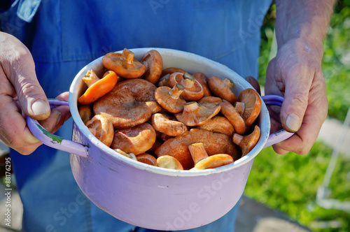 Canvas Print Male hands holding pannikin with wild mushrooms