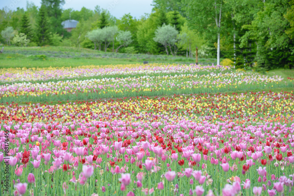 tulips in spring, colorful tulips