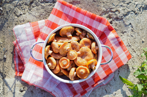 Lactarius in saucepan on the napkin outdoors, top view photo