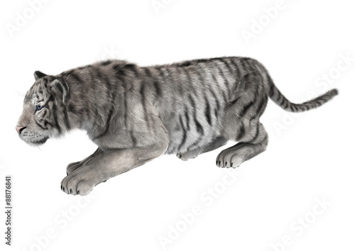 Fototapeta Naklejka Na Ścianę i Meble -  White Tiger