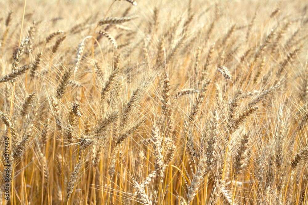 Fototapeta premium Lot ears of rye on rural field on summer day closeup as background