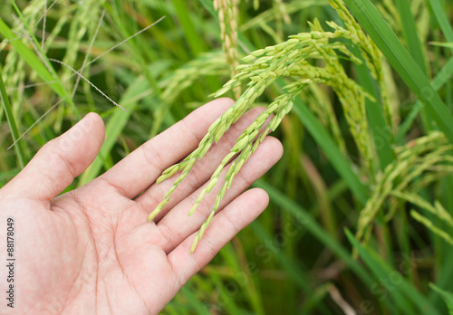 man hand with rice field