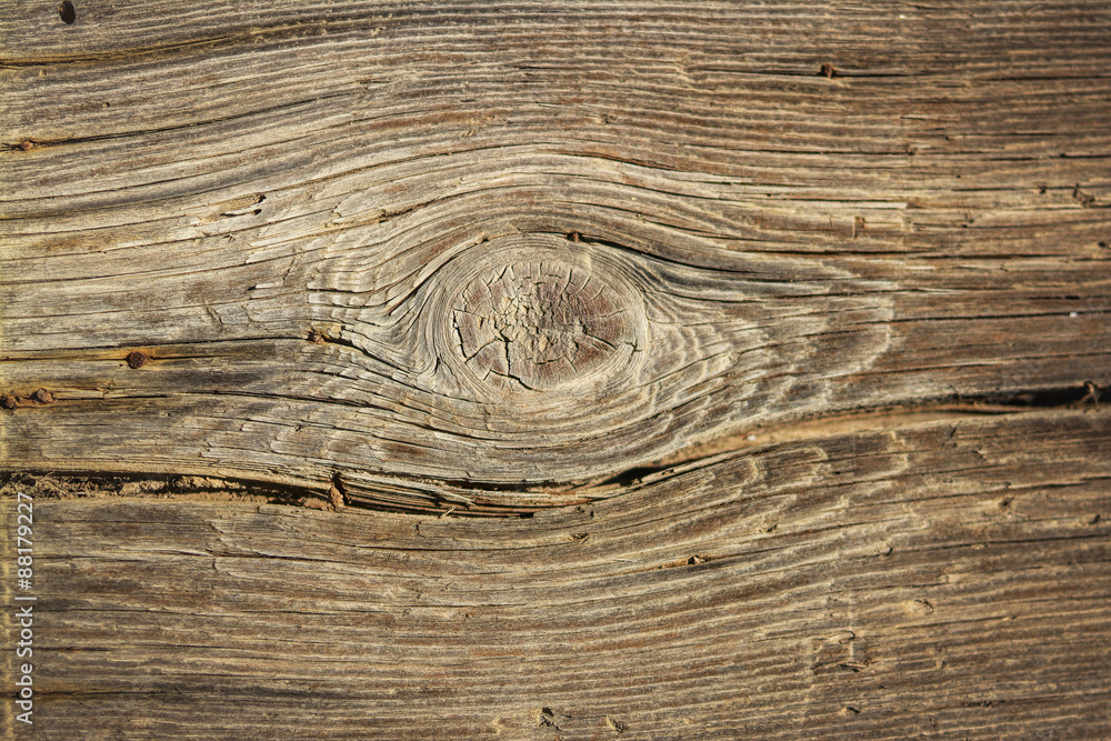 Fototapeta premium Wood Texture