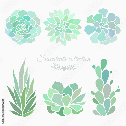 succulents collection