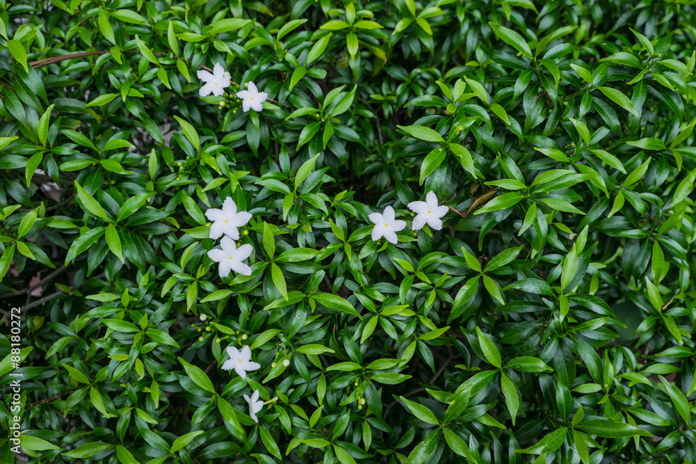 White Flower with leaf White Flower with leaf