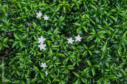 White Flower with leaf