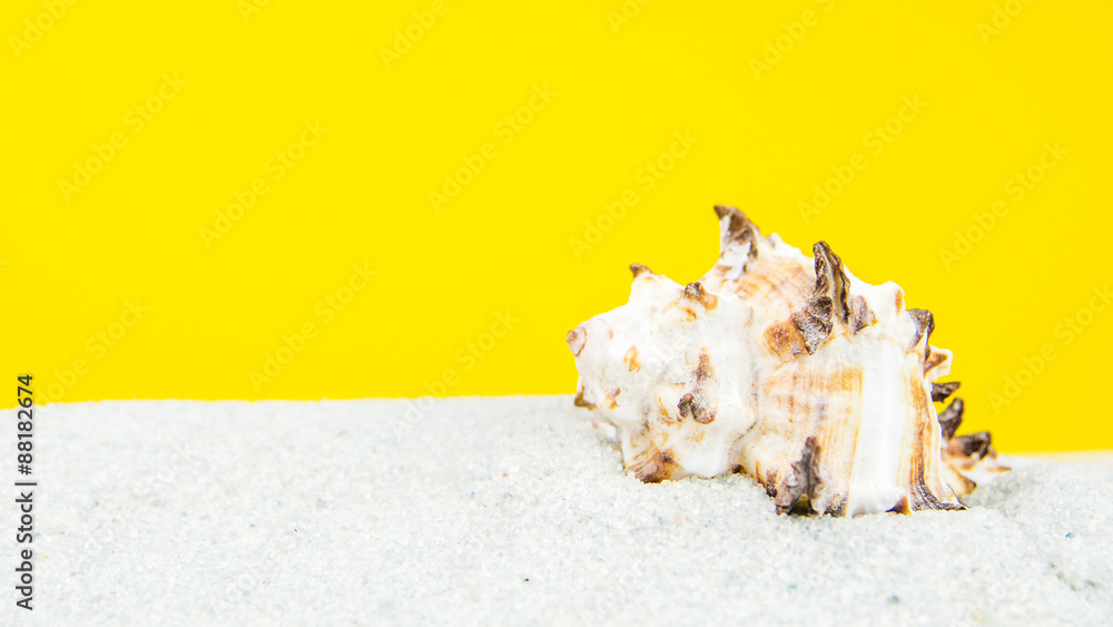 sand beach with shells sand beach with shells