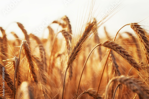 Reifes Getreide im Sommer kurz vor der Ernte