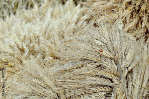 The harvest of cereals. Gathered sheaves photo