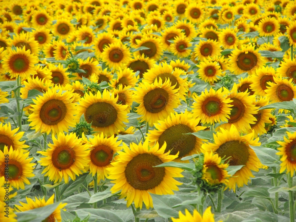 Sunflower field Sunflower field