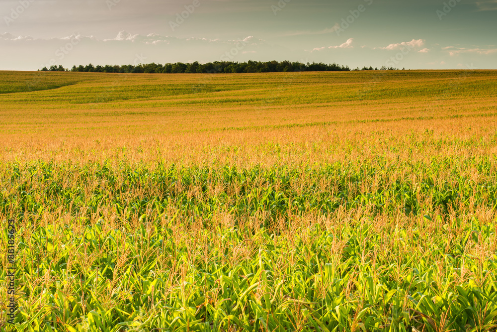 Вид на поле кукурузы