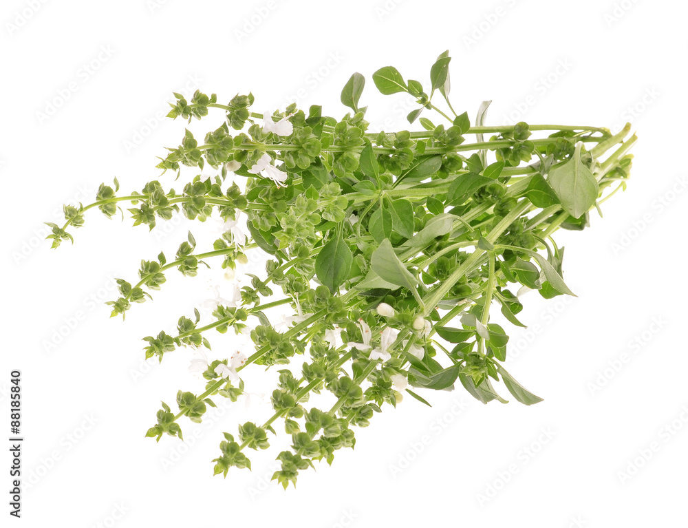 basil with flower herb for aromatherapy isolated on white background basil with flower herb for aromatherapy isolated on white background