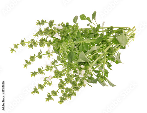 basil with flower herb for aromatherapy isolated on white background