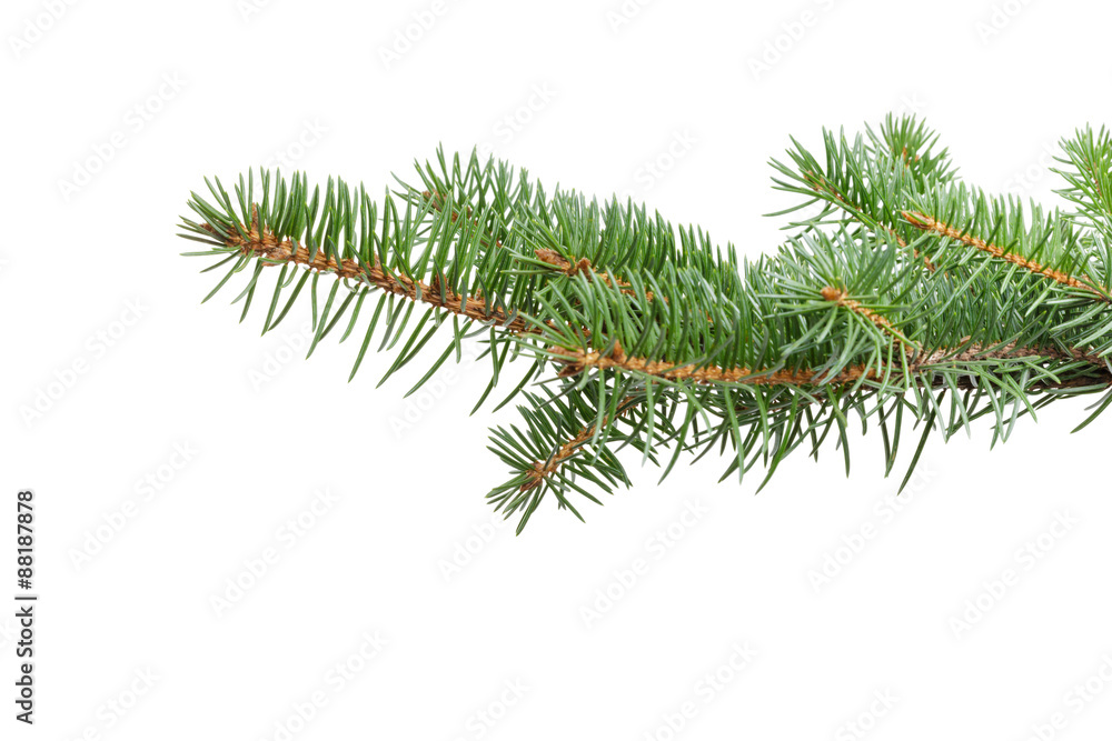 green fir twig for hanging something green fir twig for hanging something