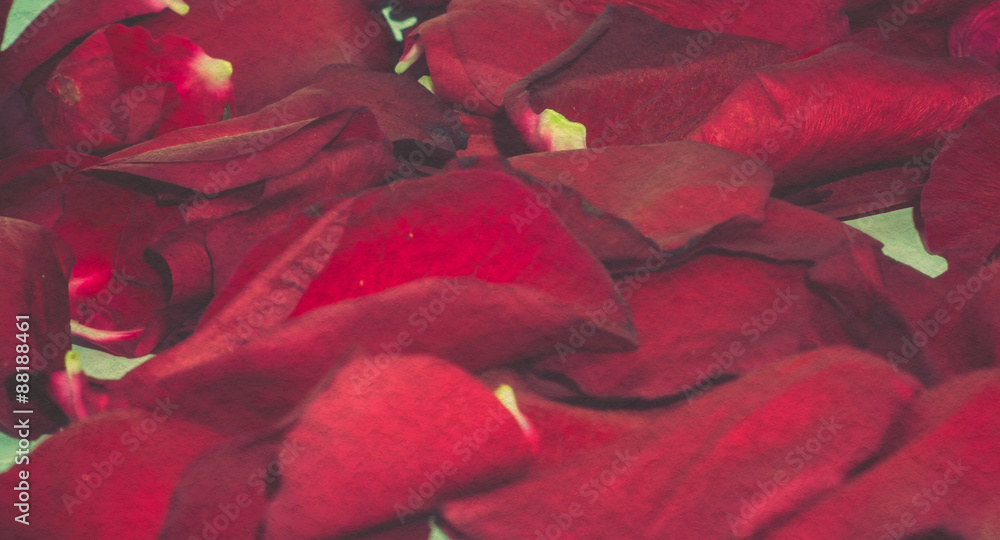 Red Rose Petals Retro