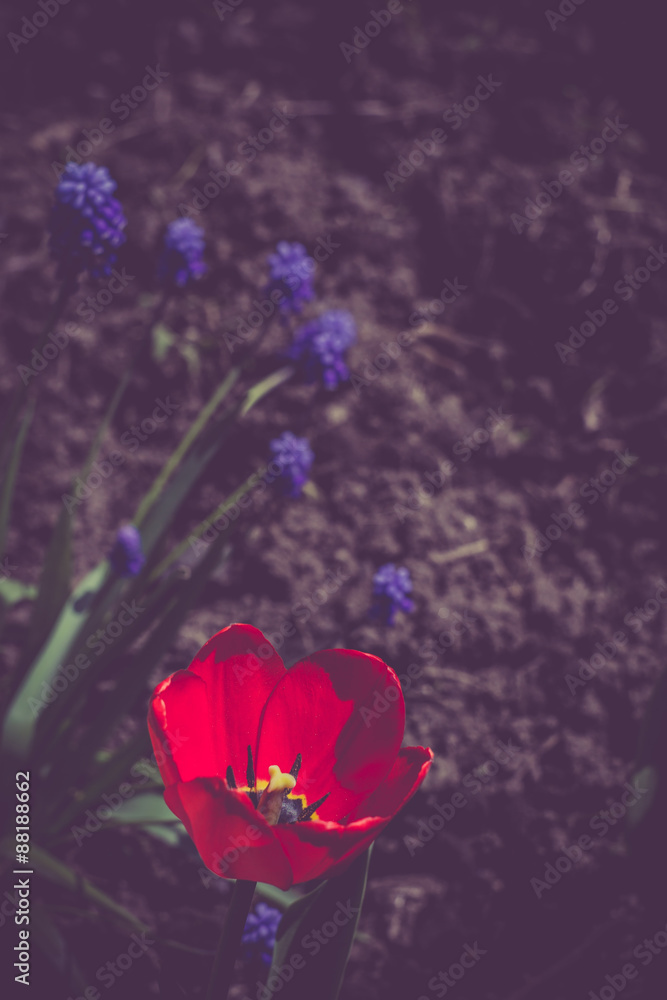 Obraz premium Red Tulip in the Garden Retro