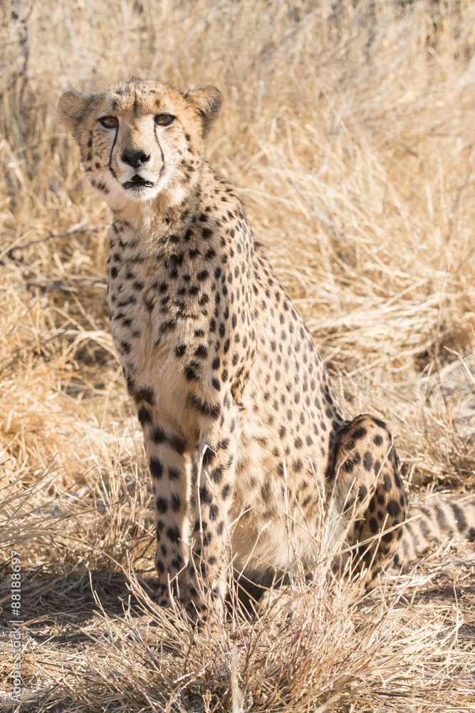 Naklejka premium sitting cheetah