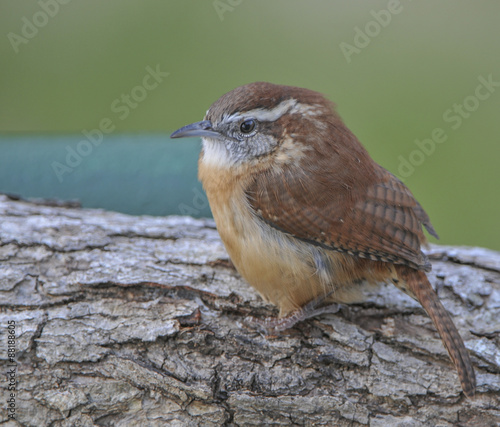 CAROLINA WREN photo