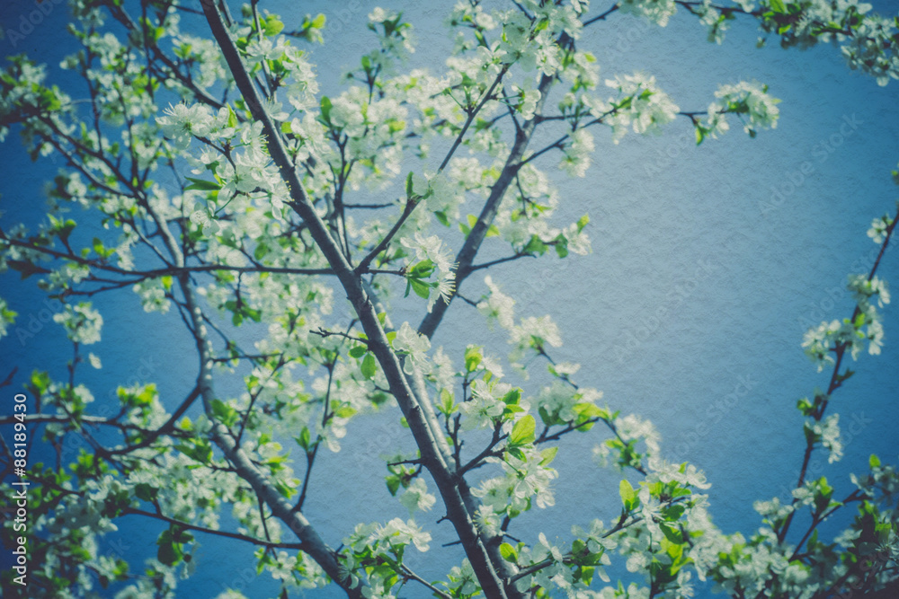 Fototapeta premium Retro Spring Blooming Trees