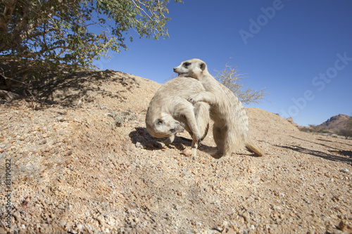 playing meerkat