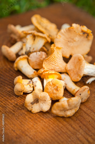 Chanterelle edible mushroom