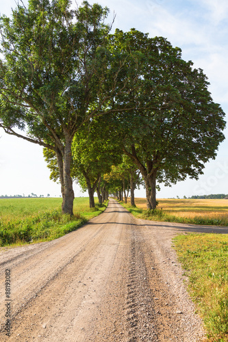 Country road with a tree avenue