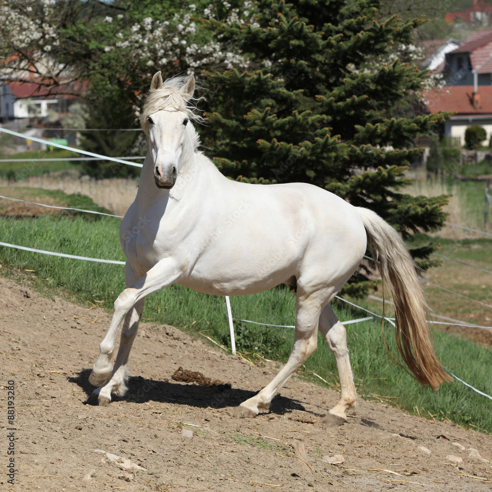 Amazing white andalusian mare