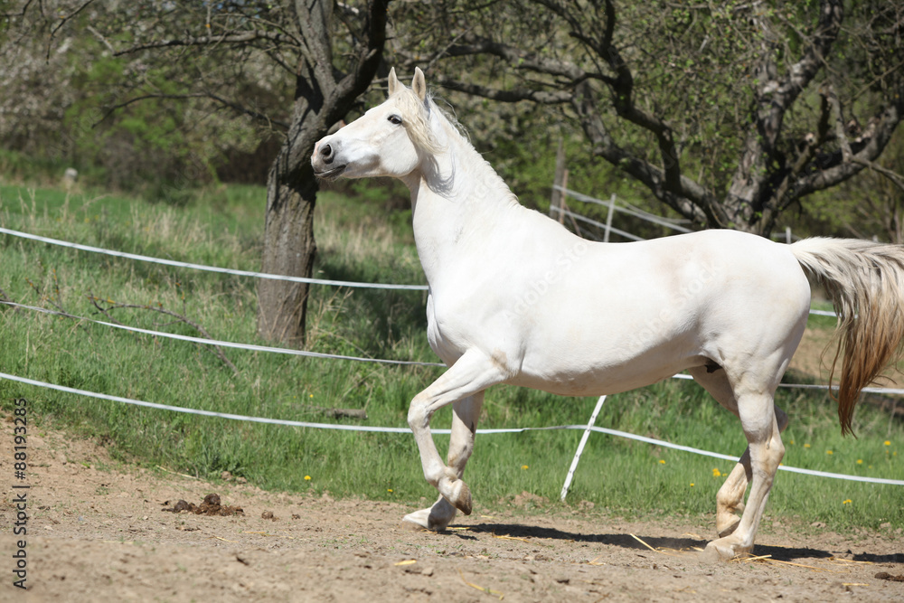 Obraz premium Amazing white andalusian mare