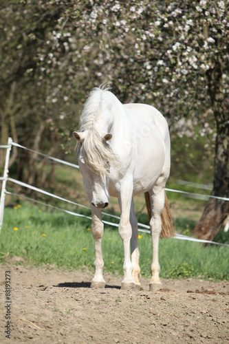 Fototapeta Naklejka Na Ścianę i Meble -  Amazing white andalusian mare