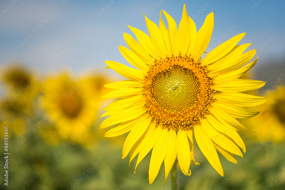 Sun flower, background is the sun flower garden Sun flower, background is the sun flower garden