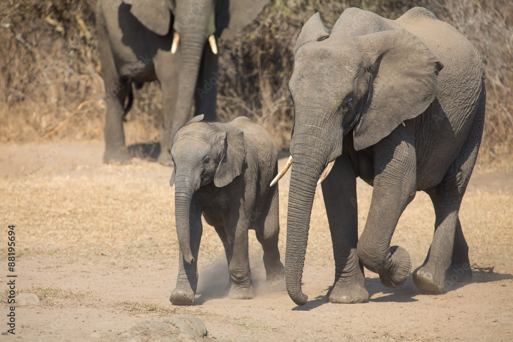 Fototapeta premium Elephant calf and mother charge towards water hole