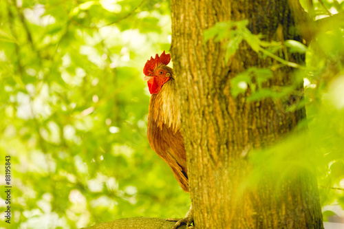 Hahn auf einem Baum sitzend photo