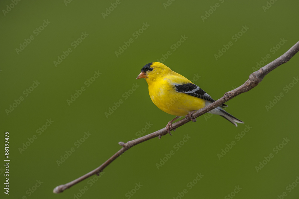 AMERICAN GOLDFINCH AMERICAN GOLDFINCH