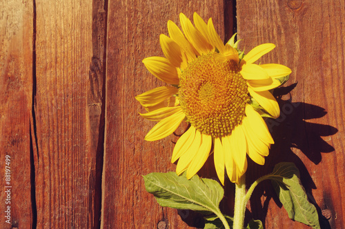 Sunflower flower on a wooden textural background