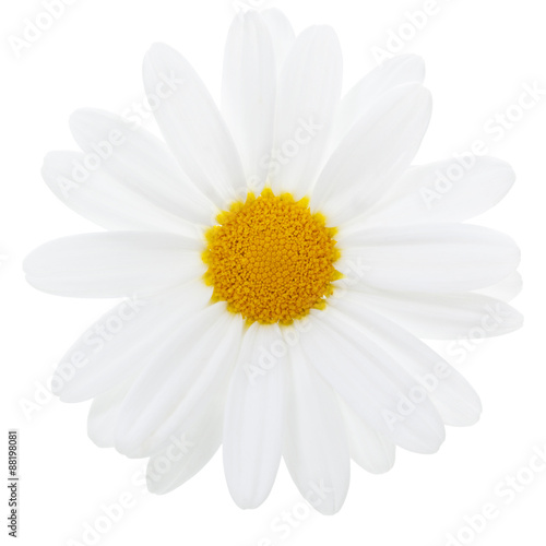 Marguerite Daisy isolated with clipping path