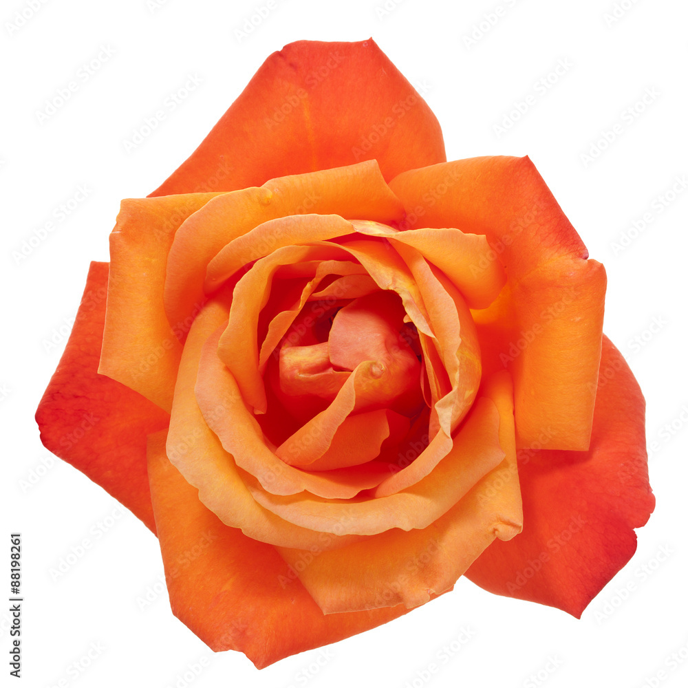 Naklejka premium Orange rose isolated with clipping path