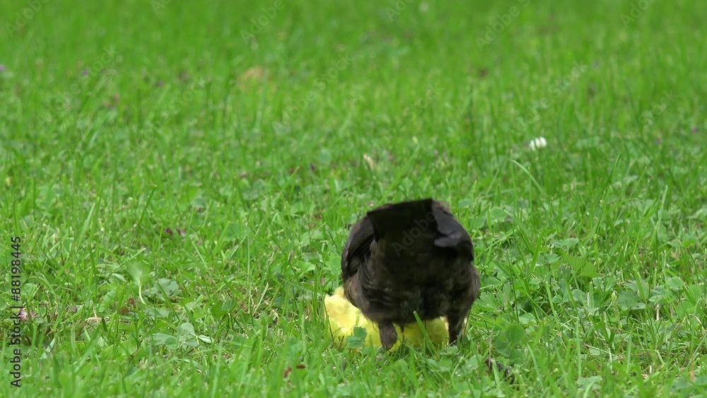 blackbird fledgling on the meadow blackbird fledgling on the meadow