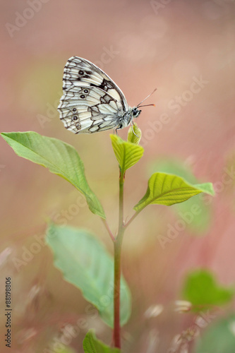 Marbled White Butterfly - Melanargia galathea © butterfly-photos.org