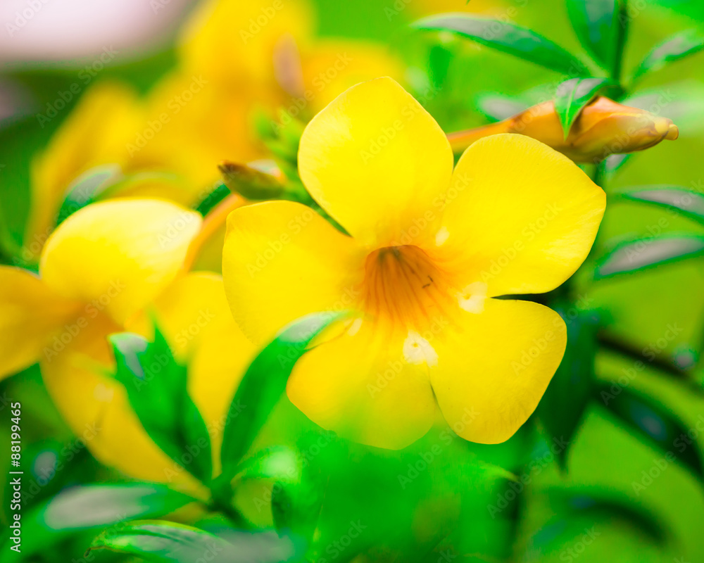 Allamanda cathartica , Flowers Allamanda cathartica , Flowers