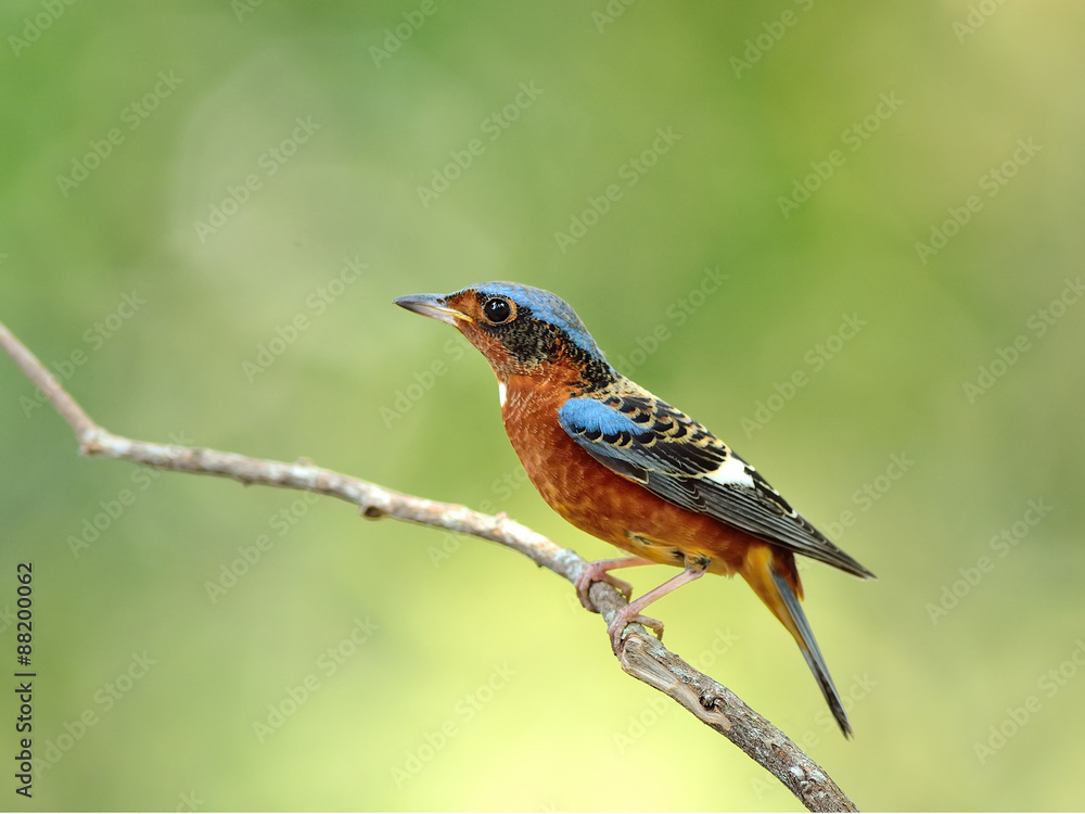 Fototapeta premium Bird (White-throated Rock-Thrush) , Thailand