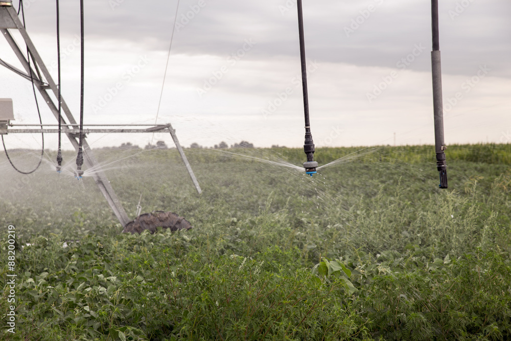 Irrigation system on green field Irrigation system on green field