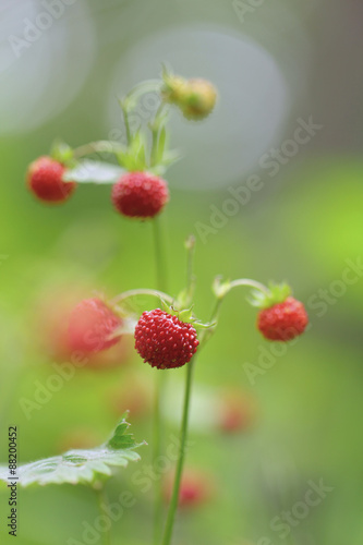 Fragaria vesca berries