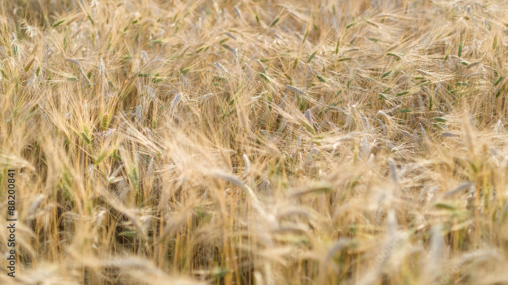 Ripe fields of wheat at the end of summer at Sundawn Ripe fields of wheat at the end of summer at Sundawn