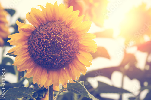 Fototapeta Naklejka Na Ścianę i Meble -  Sunflowers