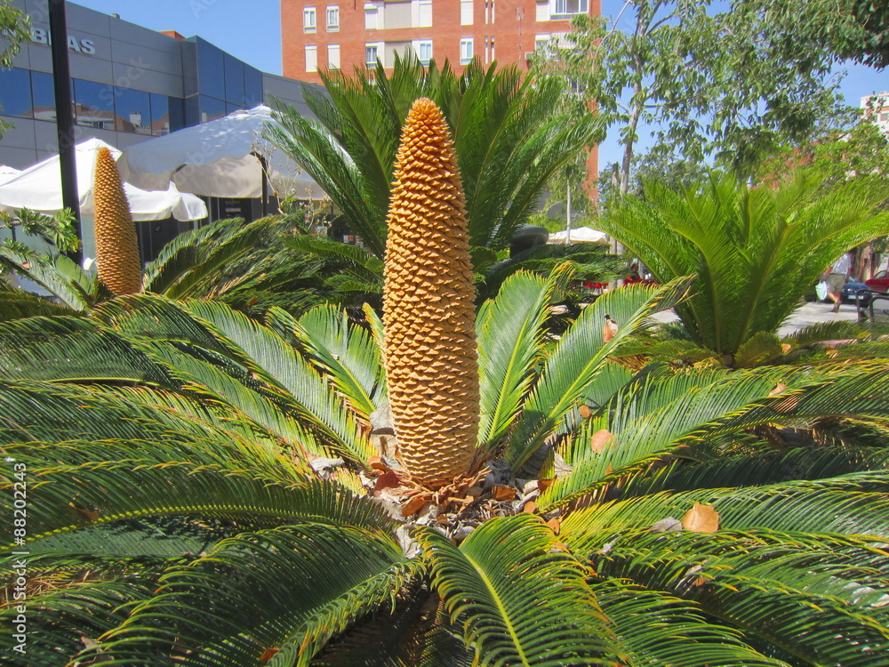 Fototapeta premium Sago Palm (Cycas revoluta) with cone
