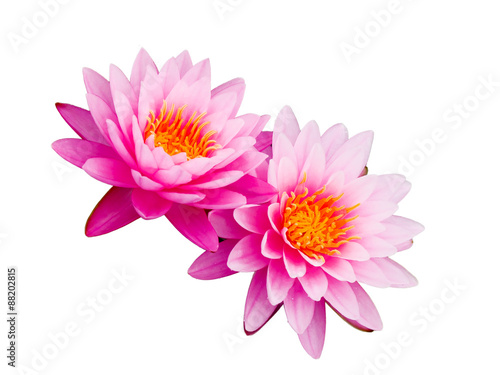 lotus flower isolated on white background