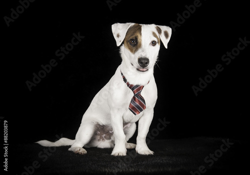 Fototapeta Naklejka Na Ścianę i Meble -  Jack Russell Terrier en studio sur fond noir