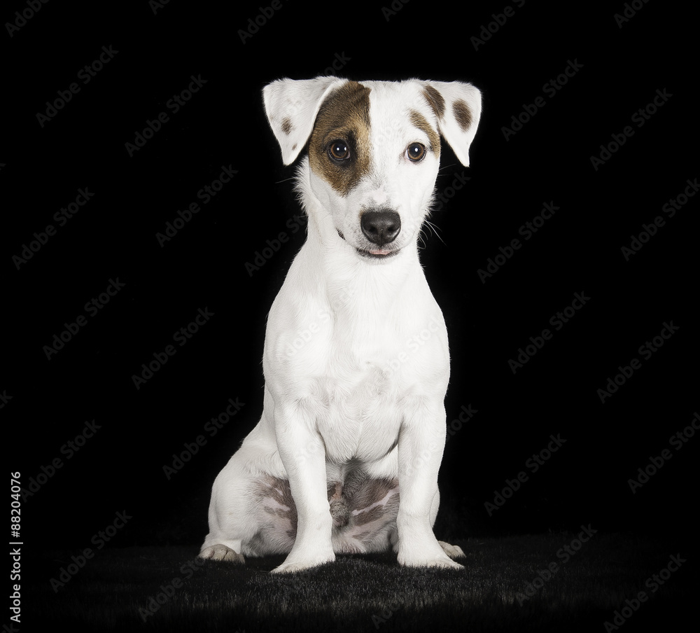 Jack Russell Terrier en studio sur fond noir Jack Russell Terrier en studio sur fond noir